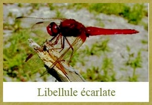 Libellule Ecarlate - 